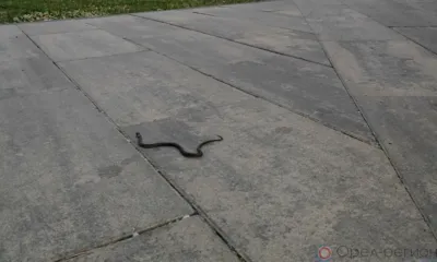 Орловцев напугала змея в Детском парке