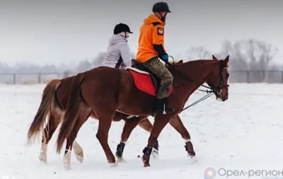 На Орловщине появится конно-поисковый спасательный отряд «ЛизаАлерт»