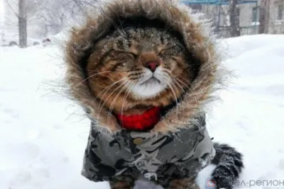 Северный антициклон принесёт в Орловскую область морозы