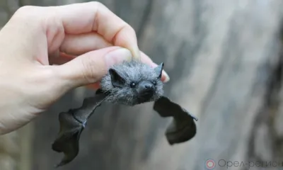 В Орле спасатели за сутки оказали помощь собаке, кошке и летучей мыши