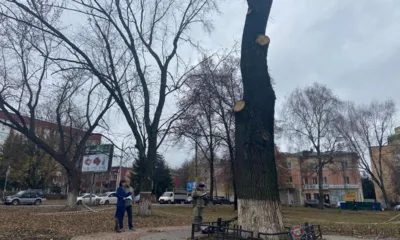 Прокуратура добивается сохранения дуба на бульваре Победы в Орле