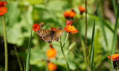 В Орловскую область пришло летнее тепло