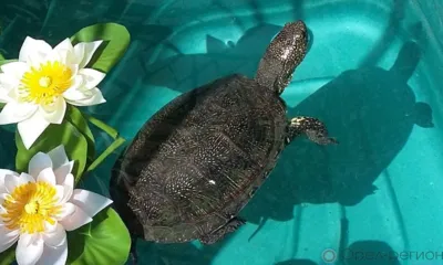 В Орле разыскивают сбежавшую черепаху