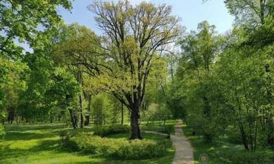 На Орловщине высадят потомка знаменитого Тургеневского дуба