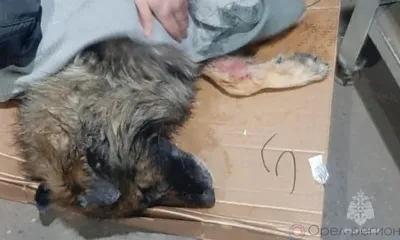 В Орле спасли провалившуюся под лёд собаку