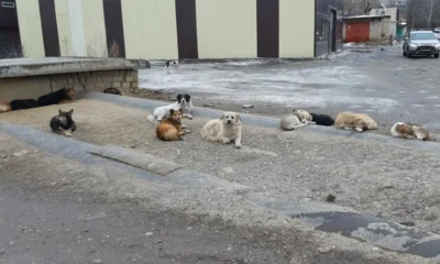 Бастрыкин заинтересовался нападением бродячей собаки на орловчанку