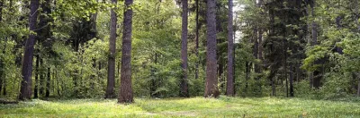 Два века Шатиловского леса