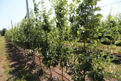 На вопросы орловских садоводов ответят специалисты Росимущества