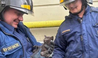 Орловские пожарные в один день спасли двух котят