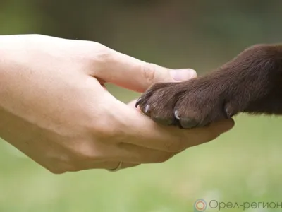 В Орловской области может быть принят региональный закон об ответственном обращении с животными