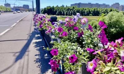 Почти тысячу кашпо с петуниями разместят на Герценском мосту в Орле