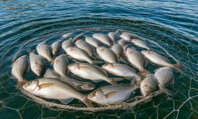 Орловцы получили условные сроки за лещей с линями