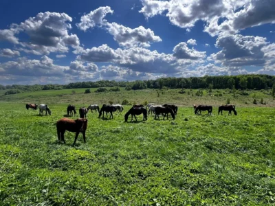 Фото 4. Фермерская семья Митрохиных в Новосильском районе уже более двадцати лет выращивает на родной земле урожаи