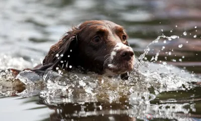 За сутки орловские спасатели выручили из беды двух собак