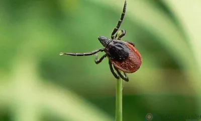 204 орловца пострадали от укуса клещей