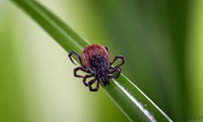 В Орловской области от укуса клещей пострадали почти 2 тысячи человек