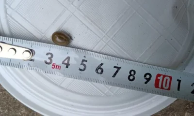 Почти 3 тысячи снятых с орловцев клещей были исследованы в лаборатории