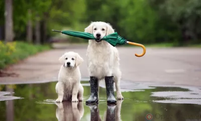 Орловцев предупредили о грозе