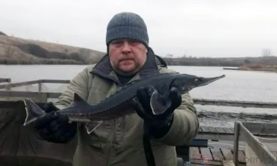 На Орловщине вырастили более 600 тонн рыбы для продажи