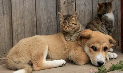 В орловском храме собирают пожертвования для бездомных животных