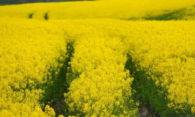 Из Орловской области в Беларусь в 2024 году отправили более 30 тысяч тонн рапса