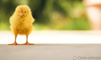 Под Орлом фура с цыплятами перекрыла дорогу