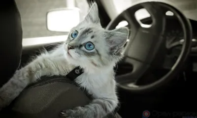 Сегодня в центре Орла запретили движение и стоянку транспорта