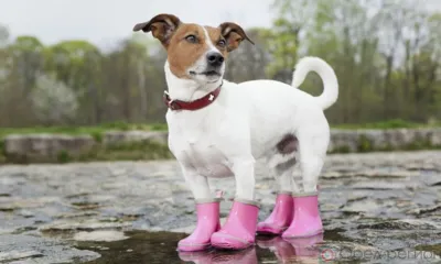 На Орловщине неделя завершится дождями