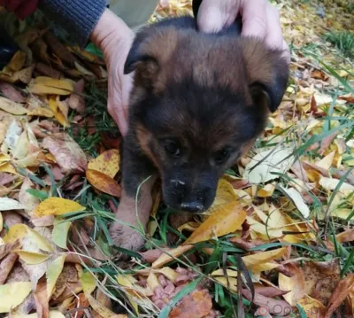 В Орле спасли щенка из бетонной ловушки