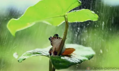 Орловцев ожидают тёплые и дождливые выходные