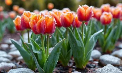 На Орловщине вновь прогнозируются заморозки