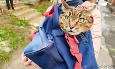 В Орле из задымлённой многоэтажки спасли четырёх животных