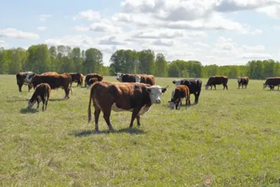Самый высокий средний надой от коровы получен животноводами Верховского района