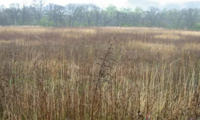 В Залегощенском районе 672 га заросли деревьями и кустарниками