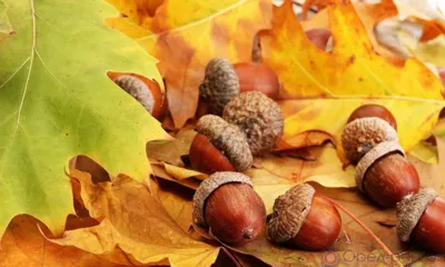 Около двух тонн желудей собрали в Орловской области