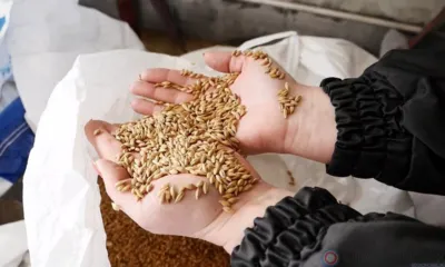 Из Орловской области отгрузили более 300 тысяч тонн подкарантинной продукции