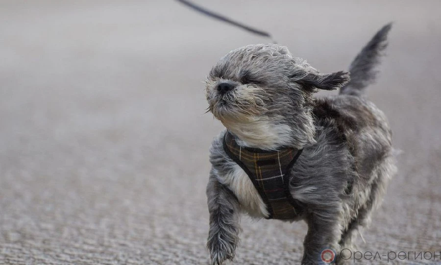 Орловцев предупреждают о шторме