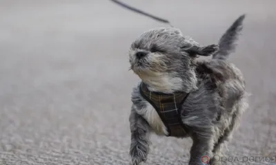 Орловцев предупреждают о шторме