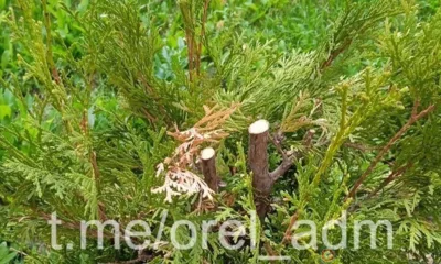 В Орле вандалы обрезали туи на площади Маршала Жукова