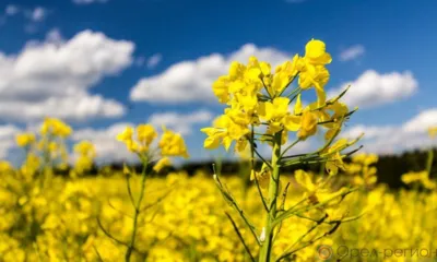 Орловщина занимает первое место в ЦФО по валовому сбору рапса