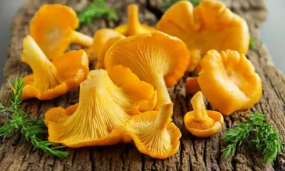 Орловская область отправила на экспорт 54 тонны лисичек