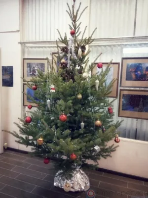 Ёлка от «Муравейника»