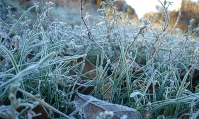 В Орле снова ожидаются заморозки