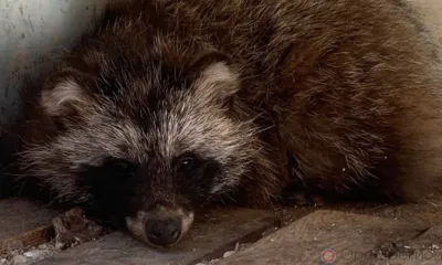 Спасённая в Орле енотовидная собака обрела новый дом