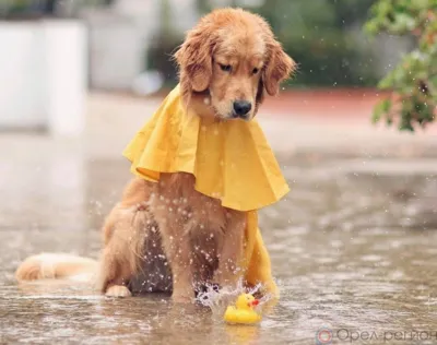 После сильной жары на Орловщину надвигаются дожди, грозы и град