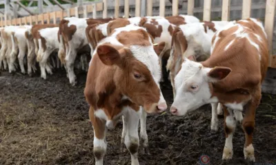 На развитие ветеринарной службы в Орловской области в 2024 году предусмотрено 258,8 млн рублей