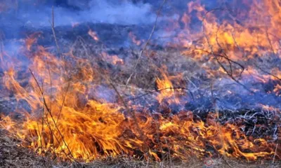 Уже 24 протокола выписано орловскими инспекторами Госпожнадзора за нарушения правил при сжигании сухой травы