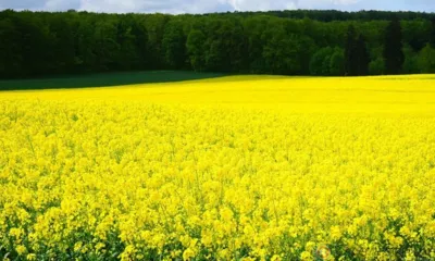 Экспорт рапса из Орловской области вырос на 60 процентов