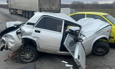 В Орловской области лось спровоцировал крупное ДТП