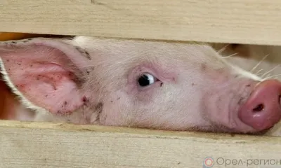 В Болховском районе нашли причину появления африканской чумы свиней